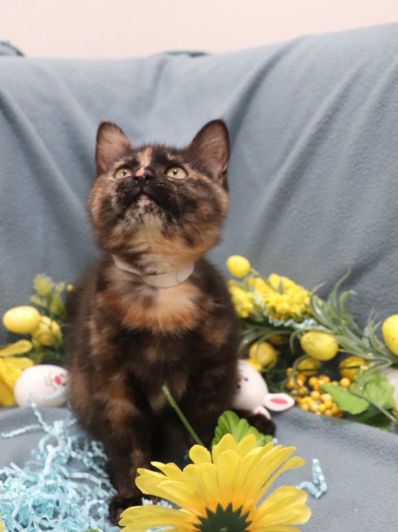 Enlarge Spaghetti, a Adopted Domestic Short Hair in Vaudreuil-Dorion, QC image 4/6