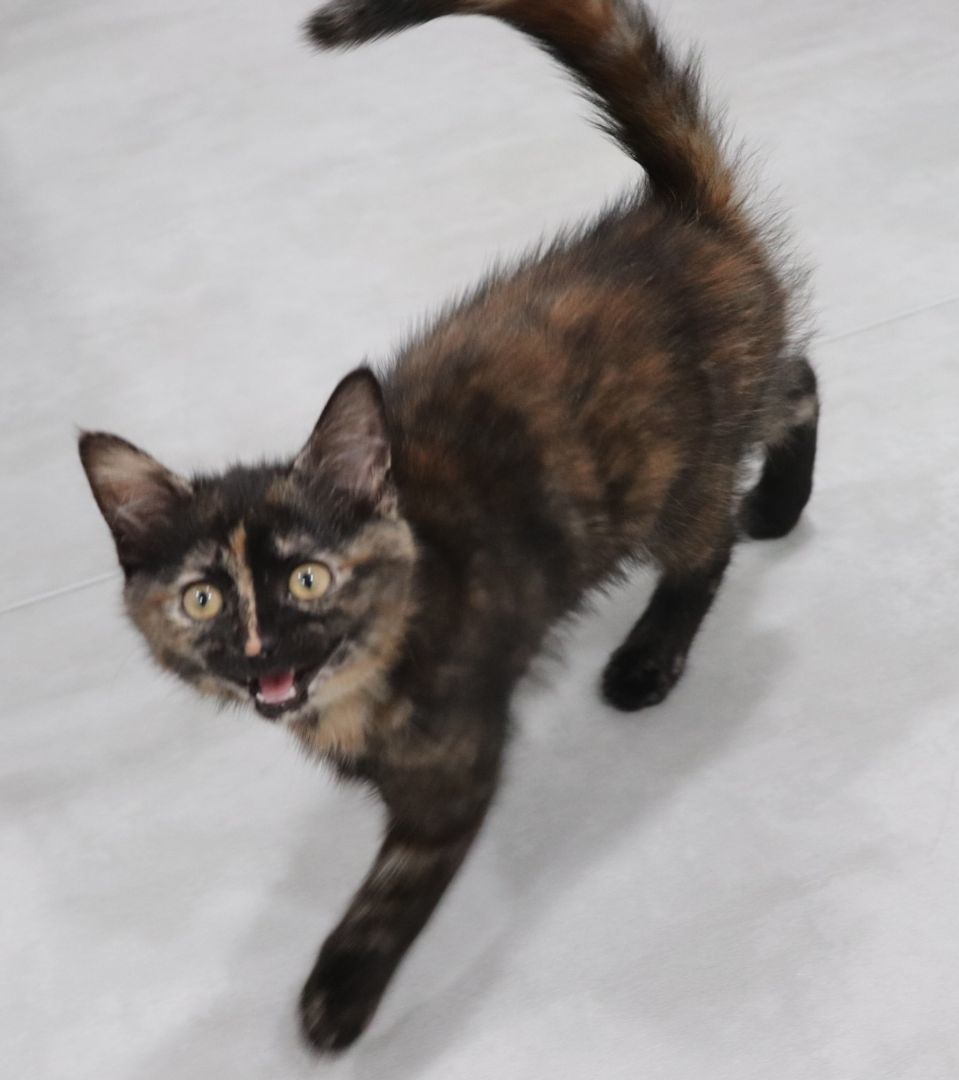 Enlarge Spaghetti, a Adopted Domestic Short Hair in Vaudreuil-Dorion, QC image 6/6