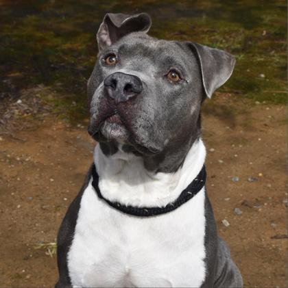 Huckleberry 1887-25, Adoptable, Adult Male Pit Bull Terrier & Mixed Breed.