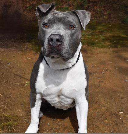 Huckleberry 1887-25, a Adoptable mixed breed in Cumming, GA image 3/3