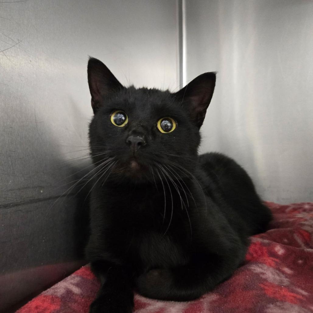 Bert, Adoptable, Young Male Domestic Short Hair.