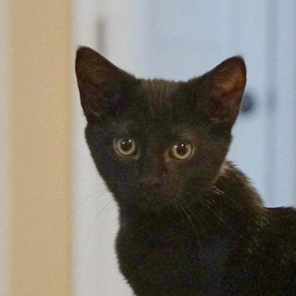 Crowley, a Adoptable Domestic Short Hair in Stafford, VA image 2/2