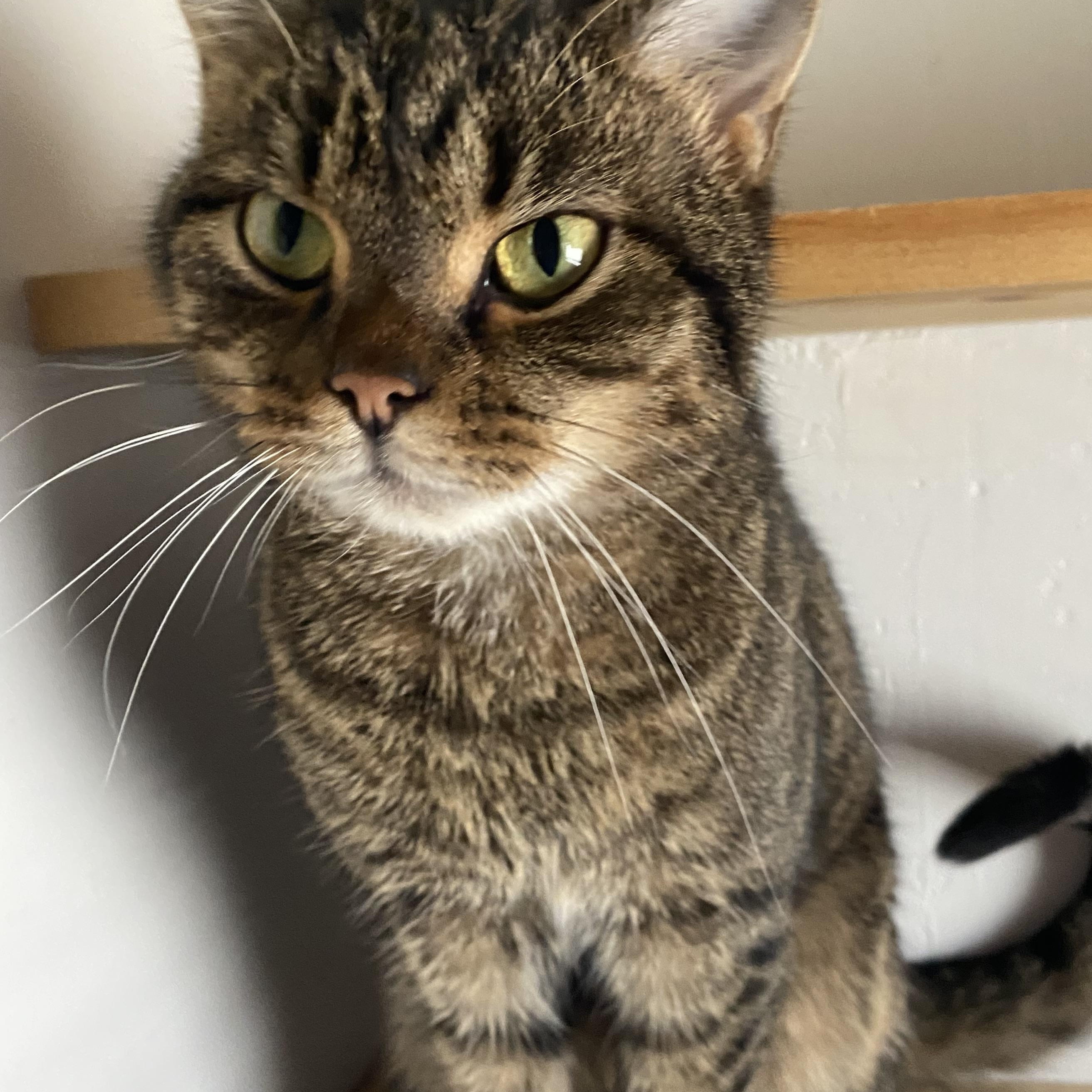 Enlarge BLAIR, a Adoptable Domestic Short Hair in Pittsburgh, PA image 3/5