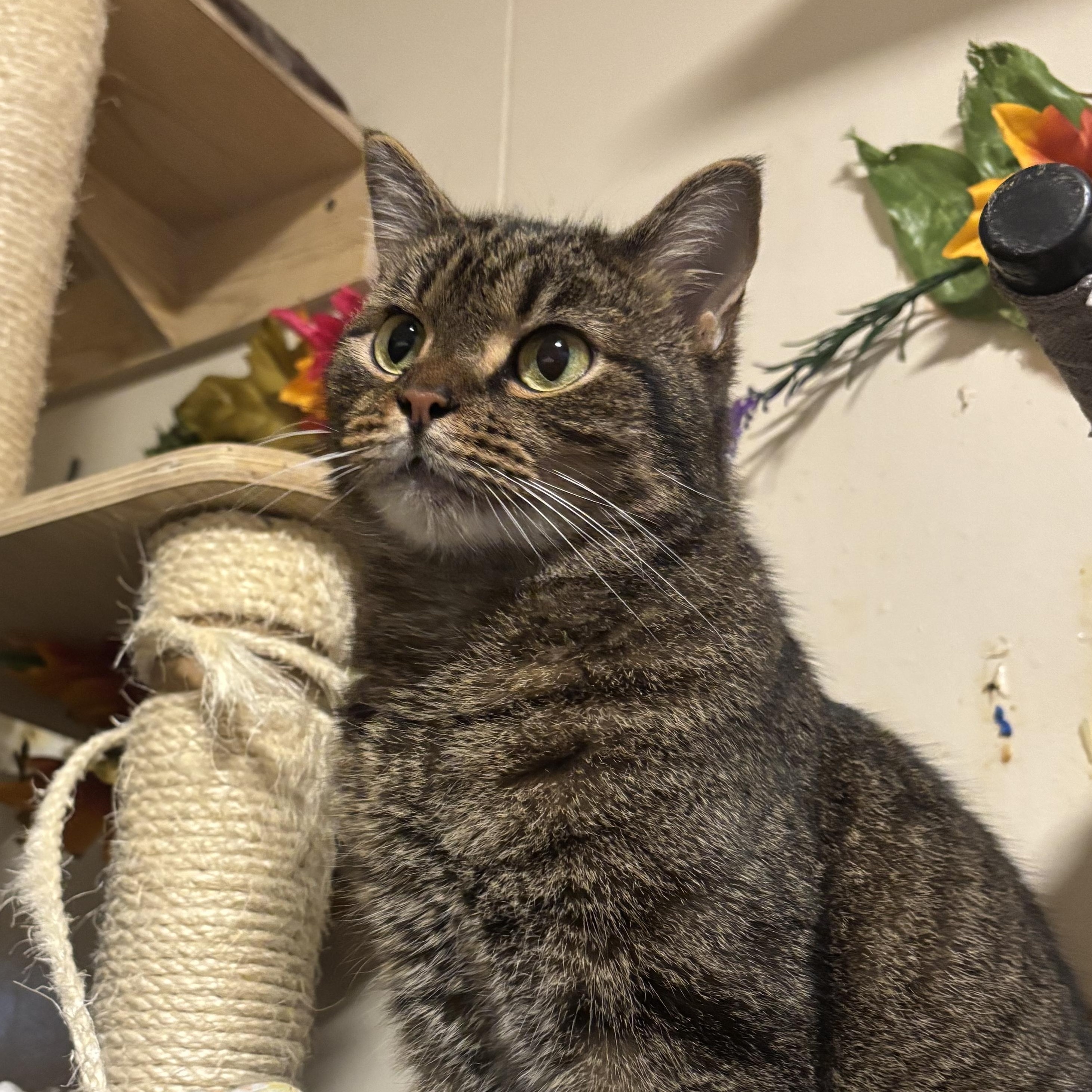 Enlarge BLAIR, a Adoptable Domestic Short Hair in Pittsburgh, PA image 1/5