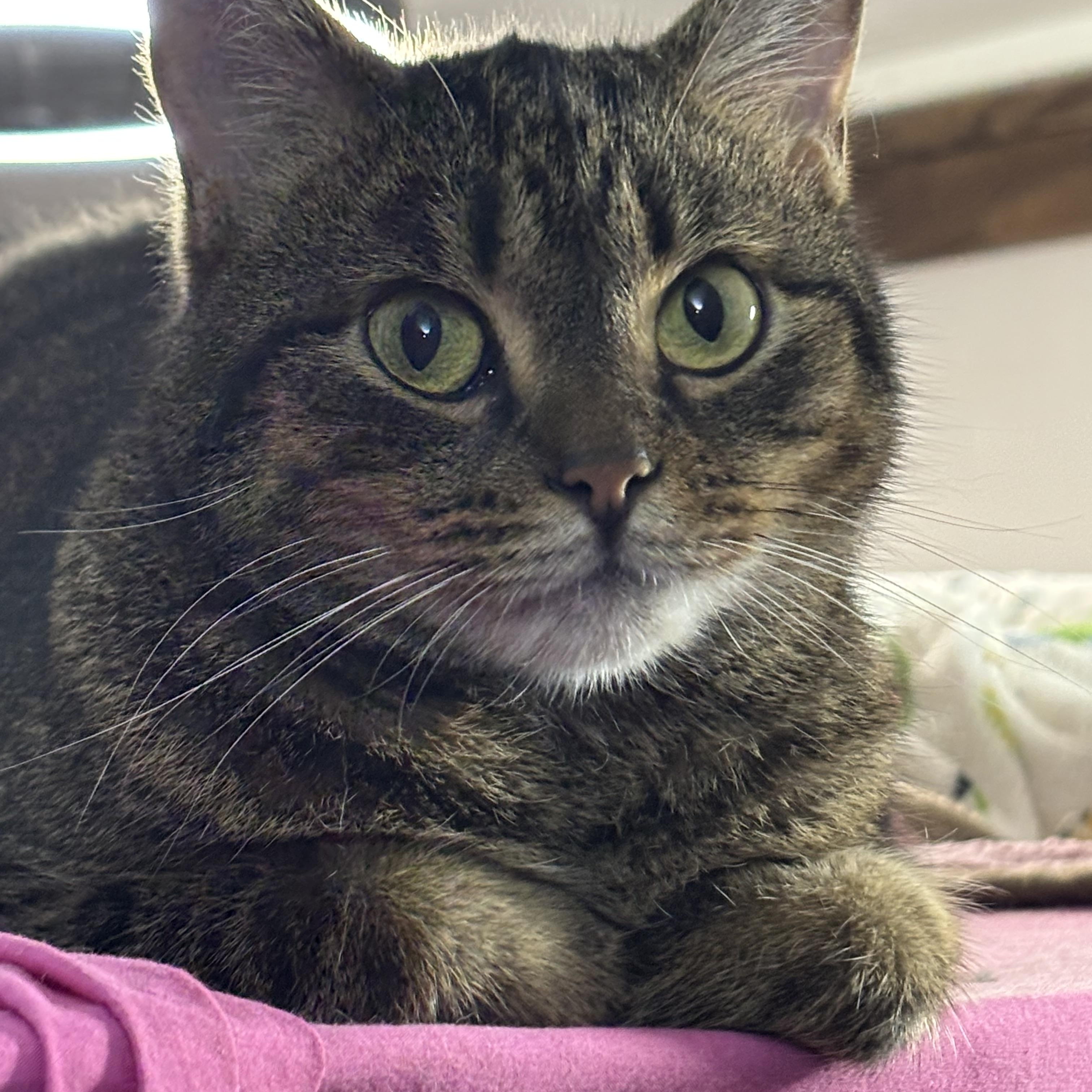 Enlarge BLAIR, a Adoptable Domestic Short Hair in Pittsburgh, PA image 4/5