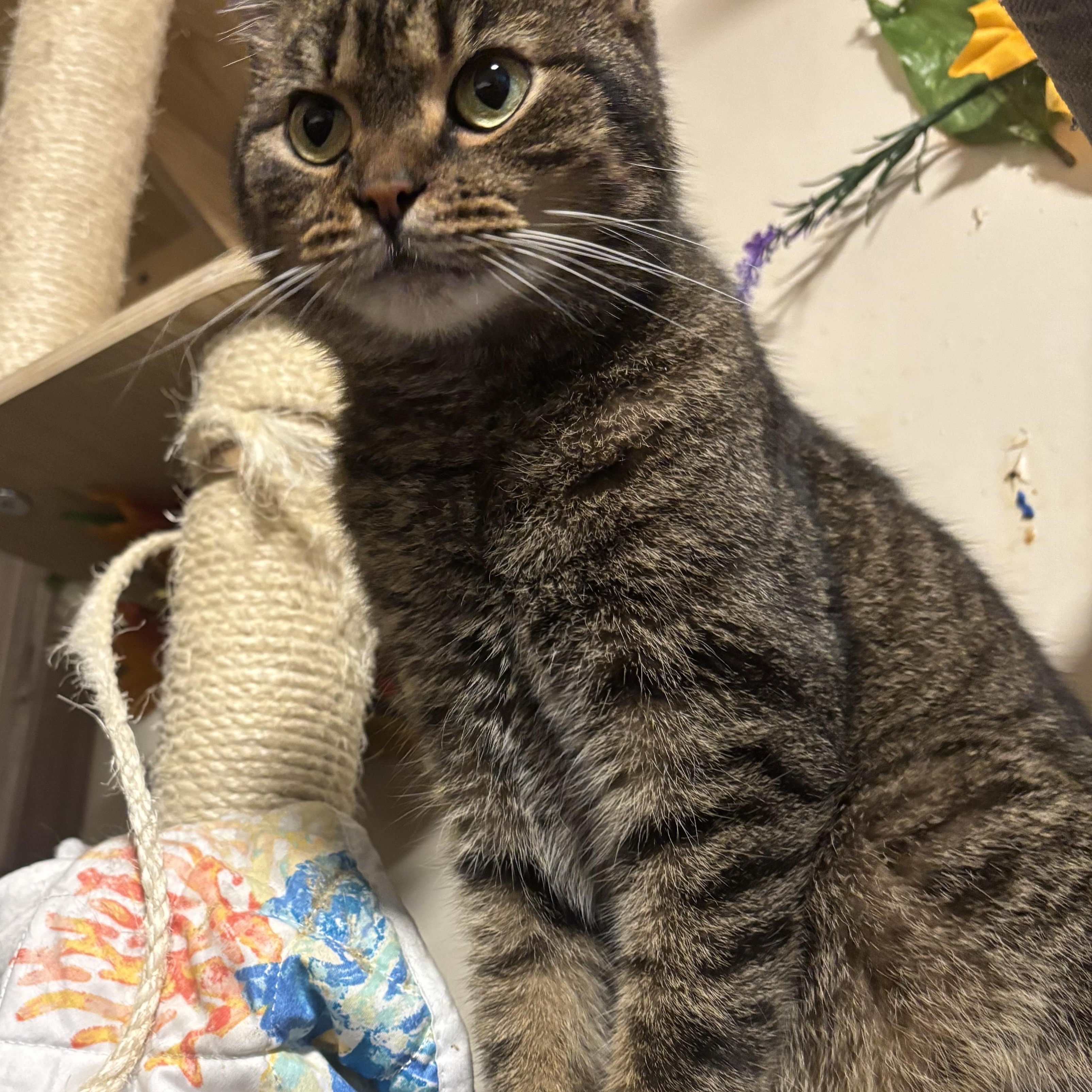 Enlarge BLAIR, a Adoptable Domestic Short Hair in Pittsburgh, PA image 5/5