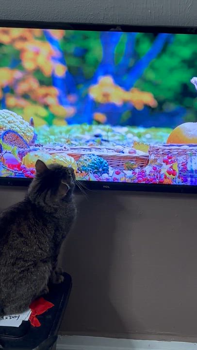 Enlarge BLAIR, a Adoptable Domestic Short Hair in Pittsburgh, PA video 2/5