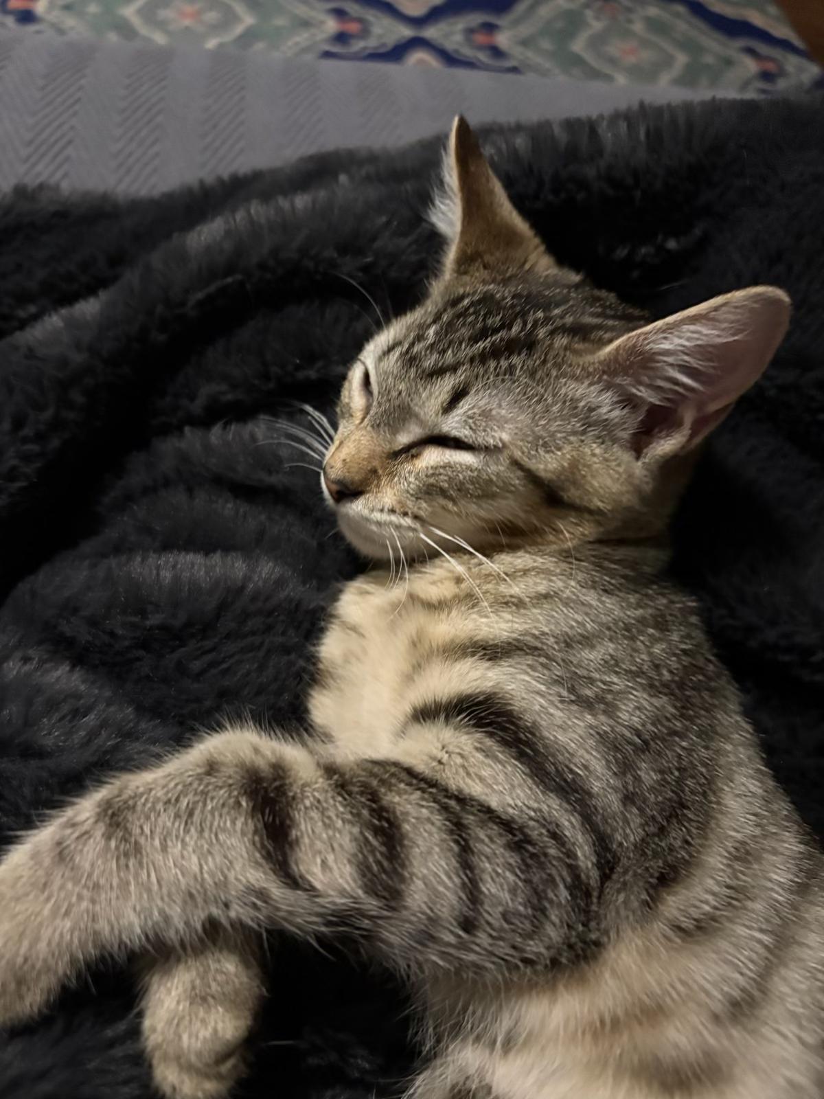 Enlarge Little Mouse , a ADOPTABLE mixed breed in Youngtown, AZ image 3/5