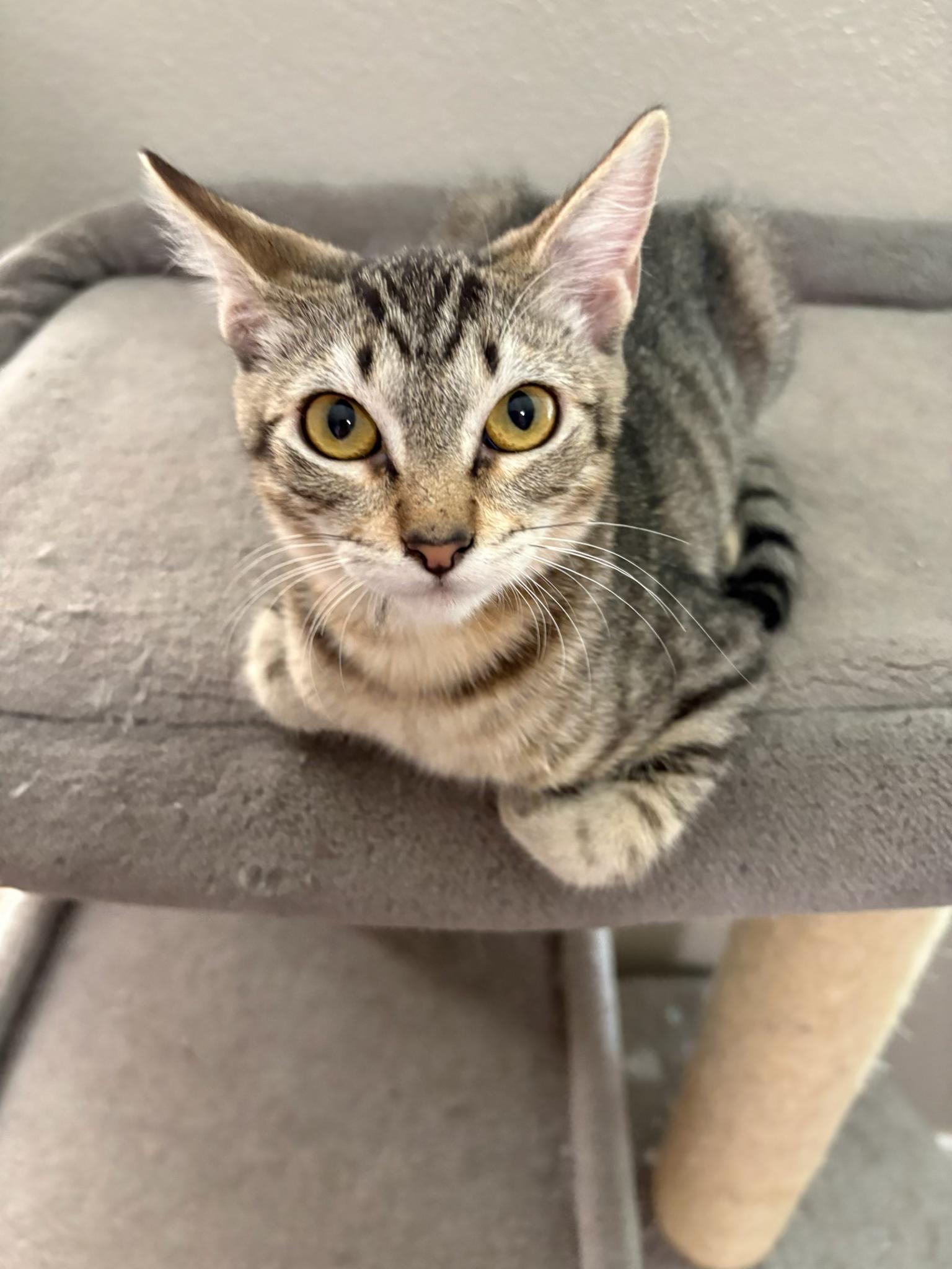 Little Mouse , ADOPTABLE, Kitten Male Domestic Short Hair.