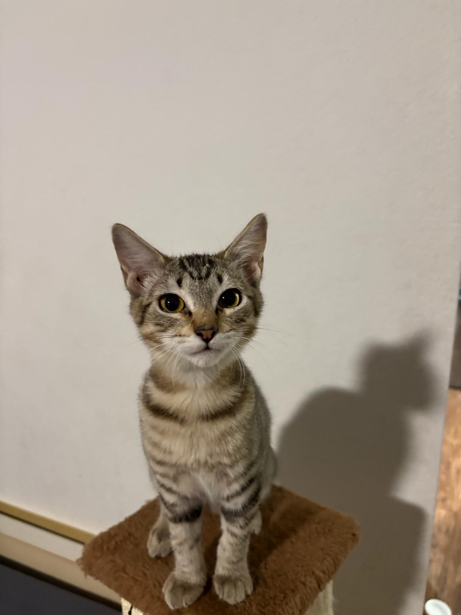 Enlarge Little Mouse , a ADOPTABLE mixed breed in Youngtown, AZ image 4/5