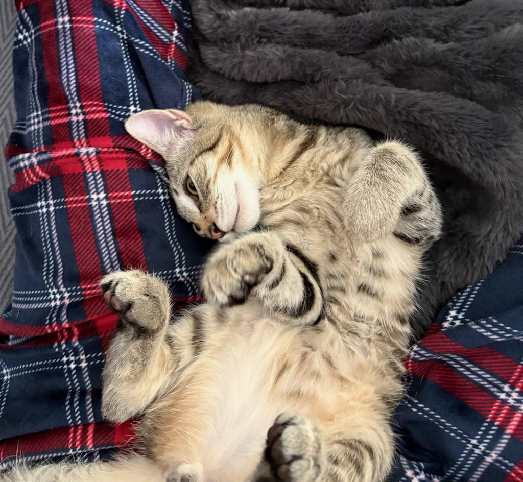 Enlarge Little Mouse , a ADOPTABLE mixed breed in Youngtown, AZ image 2/5