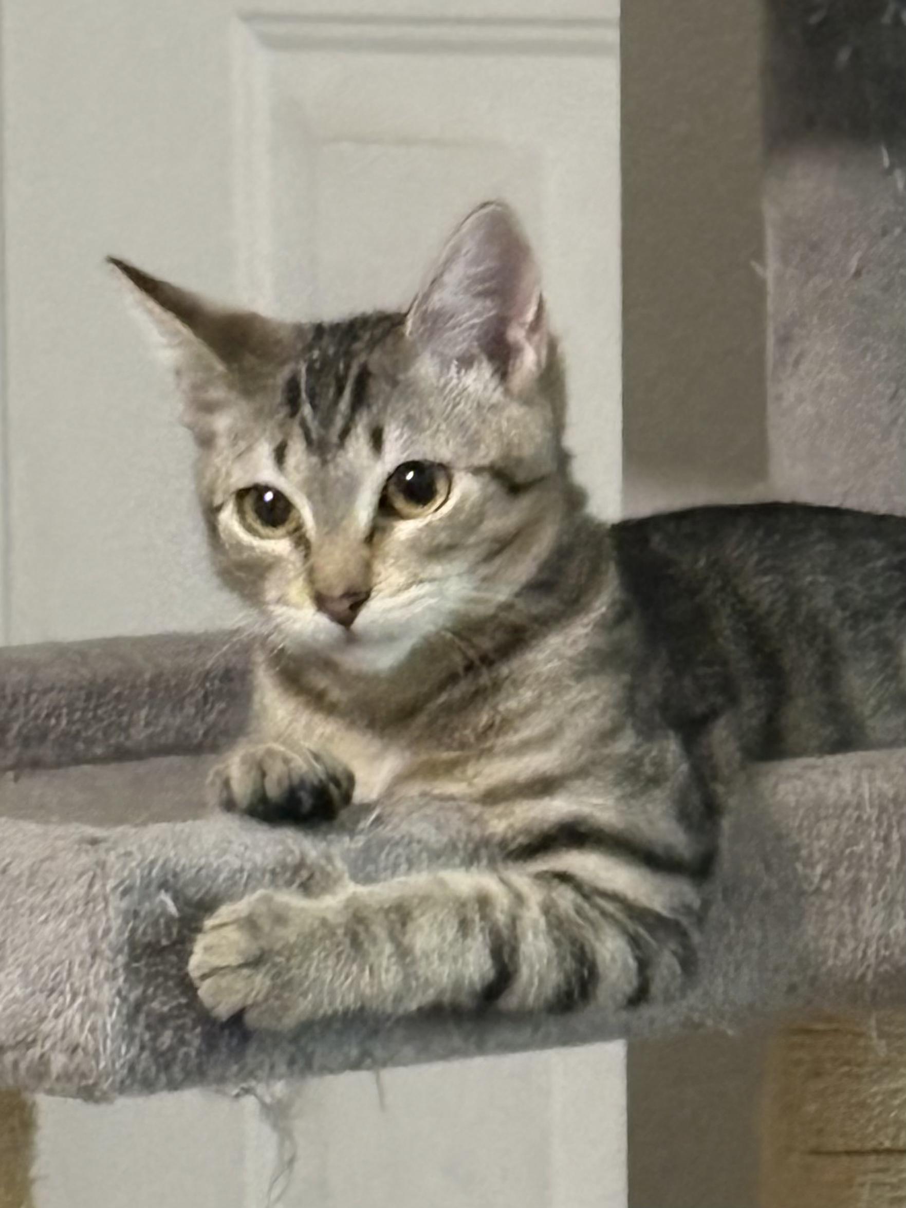 Enlarge Little Mouse , a ADOPTABLE mixed breed in Youngtown, AZ image 5/5