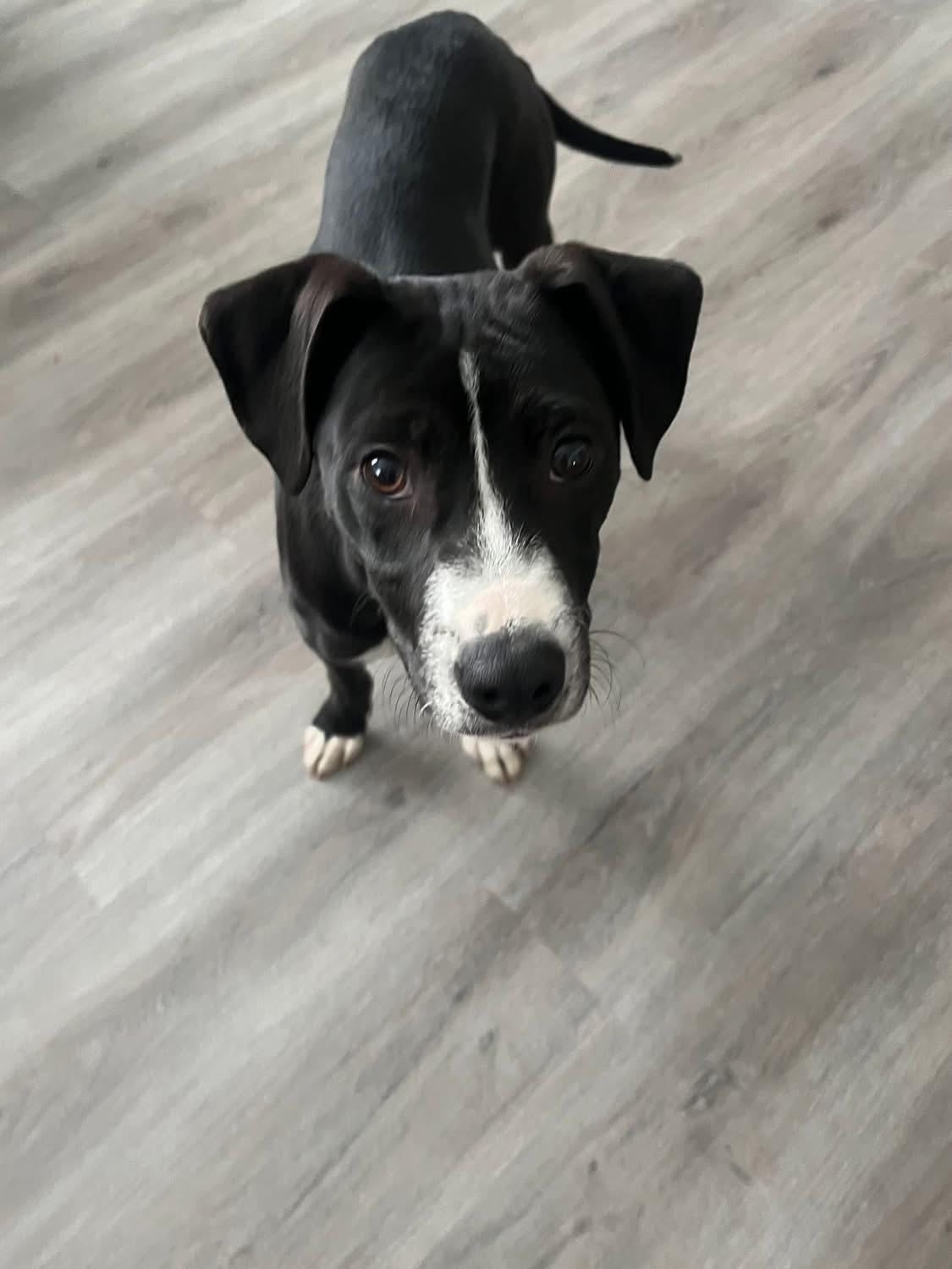 Ranger, a ADOPTABLE Mixed Breed in Fountaintown, IN image 5/5