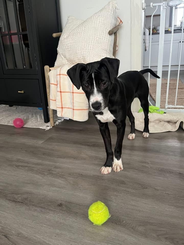 Ranger, a ADOPTABLE Mixed Breed in Fountaintown, IN image 2/5