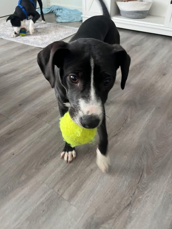 Ranger, a ADOPTABLE Mixed Breed in Fountaintown, IN image 1/5