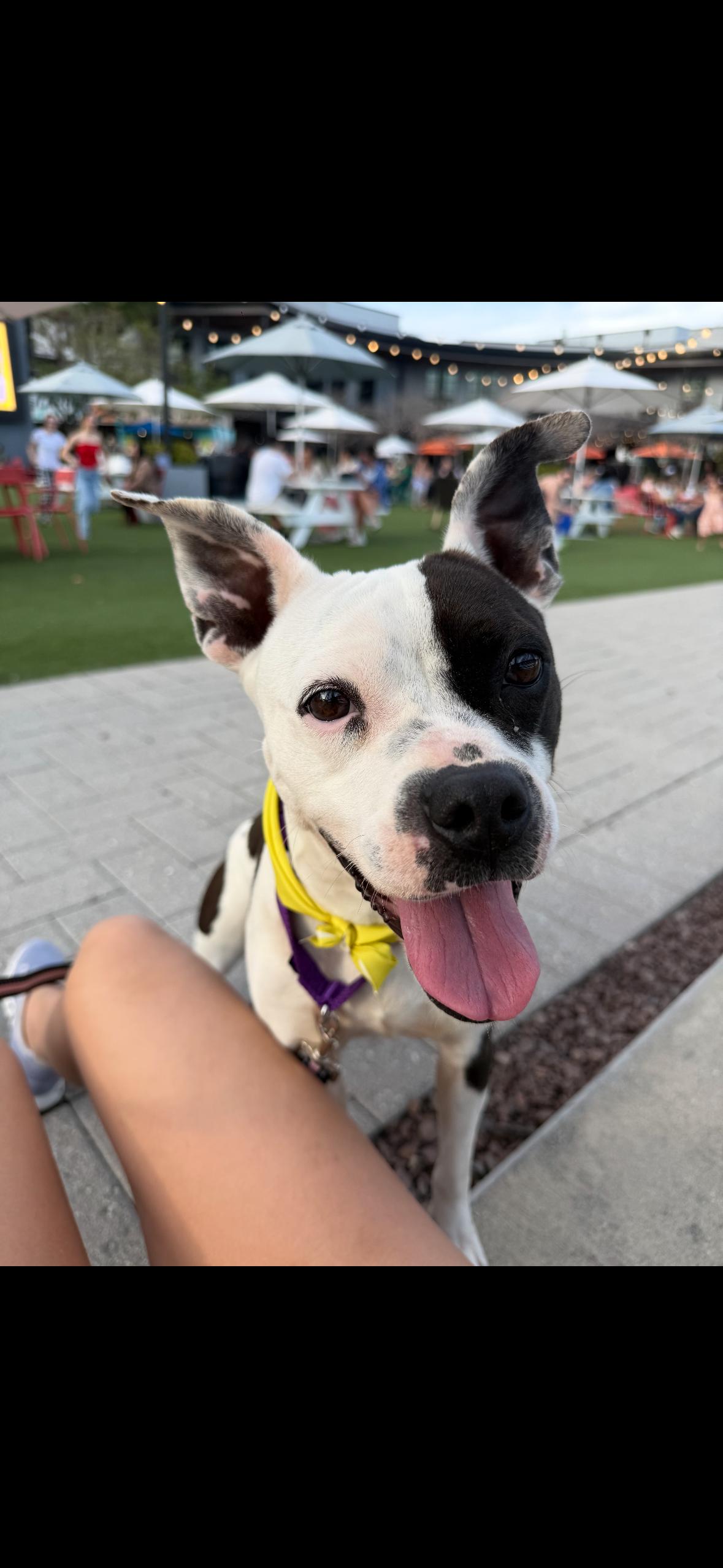 Enlarge Cherie, a ADOPTABLE mixed breed in tampa, FL image 1/4