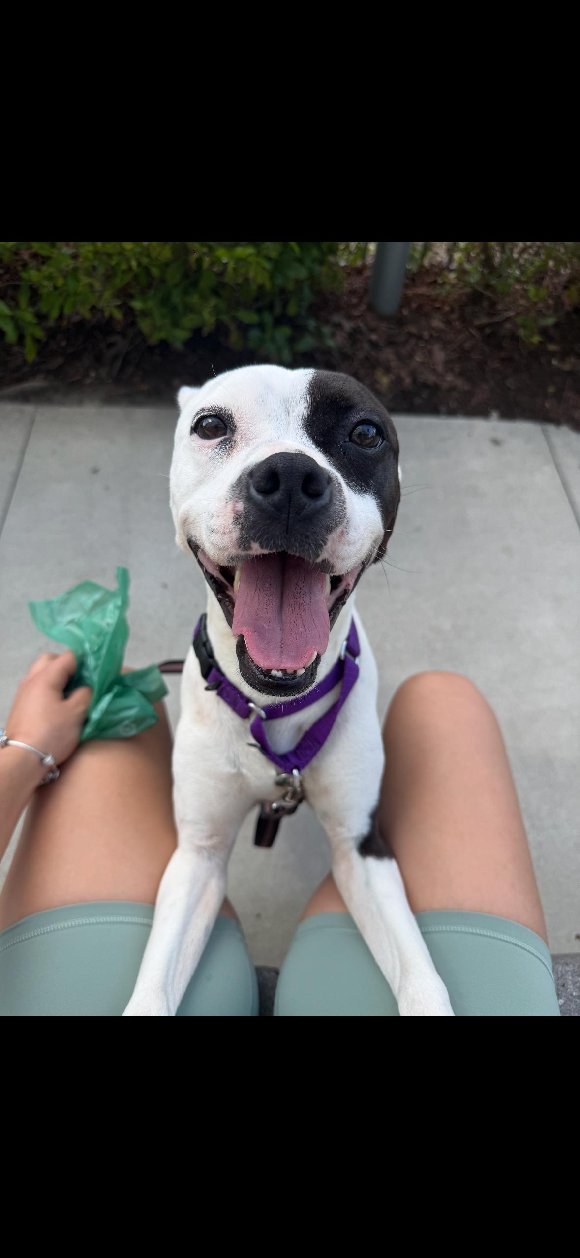 Enlarge Cherie, a ADOPTABLE mixed breed in tampa, FL image 2/4