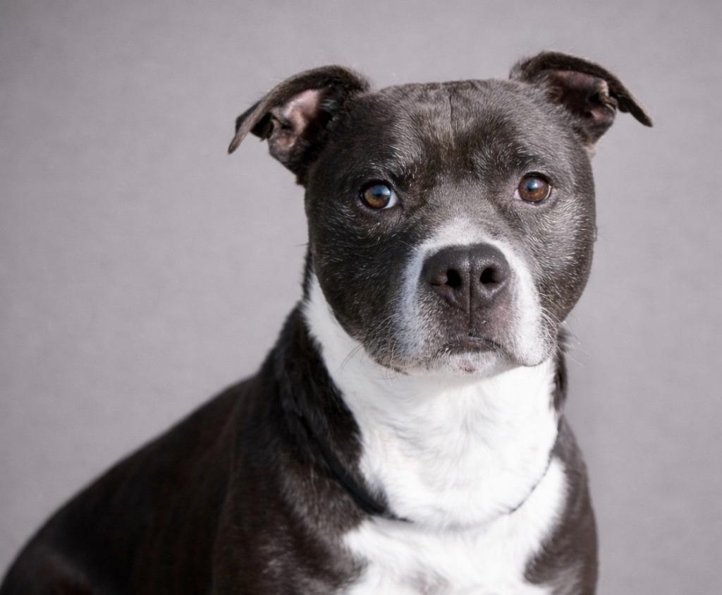 Enlarge Tippy 25, a Adoptable mixed breed in Brookhaven, MS image 1/4