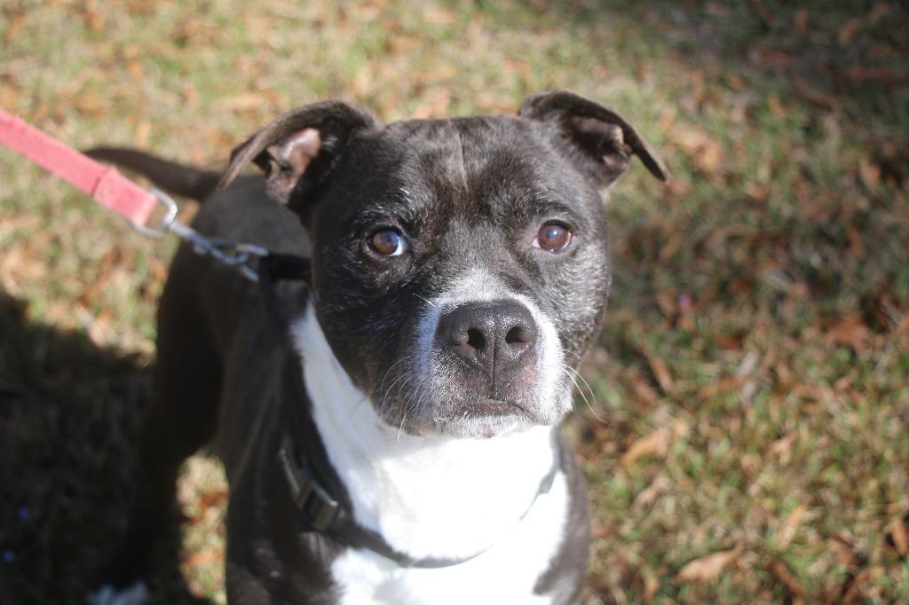 Enlarge Tippy 25, a Adoptable mixed breed in Brookhaven, MS image 2/4