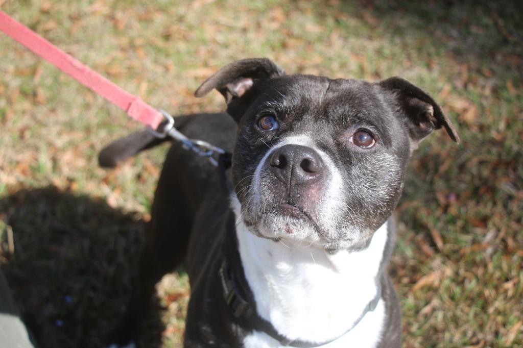 Enlarge Tippy 25, a Adoptable mixed breed in Brookhaven, MS image 3/4