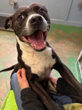 Enlarge Tippy 25, a Adoptable mixed breed in Brookhaven, MS image 4/4