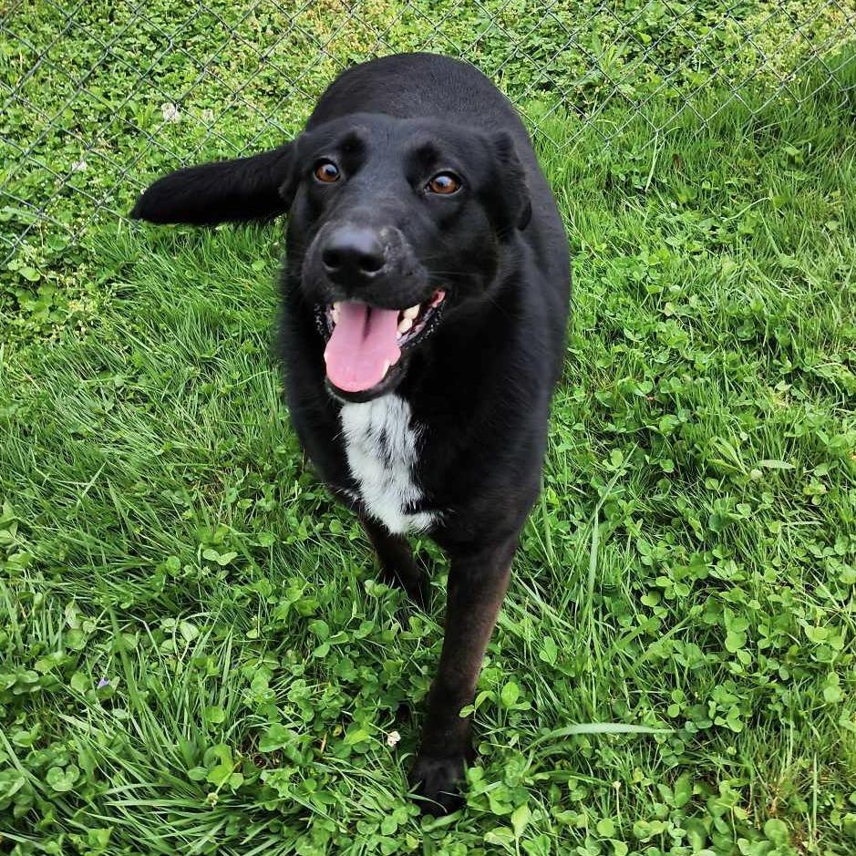 Katana, Adoptable, Senior Female Mixed Breed.