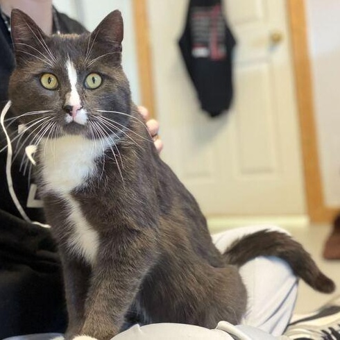 Enlarge Earl Grey, a ADOPTABLE mixed breed in Driggs, ID image 2/3