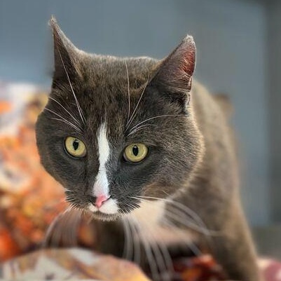 Earl Grey, ADOPTABLE, Adult Male Domestic Medium Hair & Tuxedo.