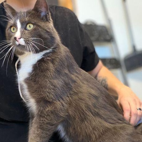 Enlarge Earl Grey, a ADOPTABLE mixed breed in Driggs, ID image 3/3