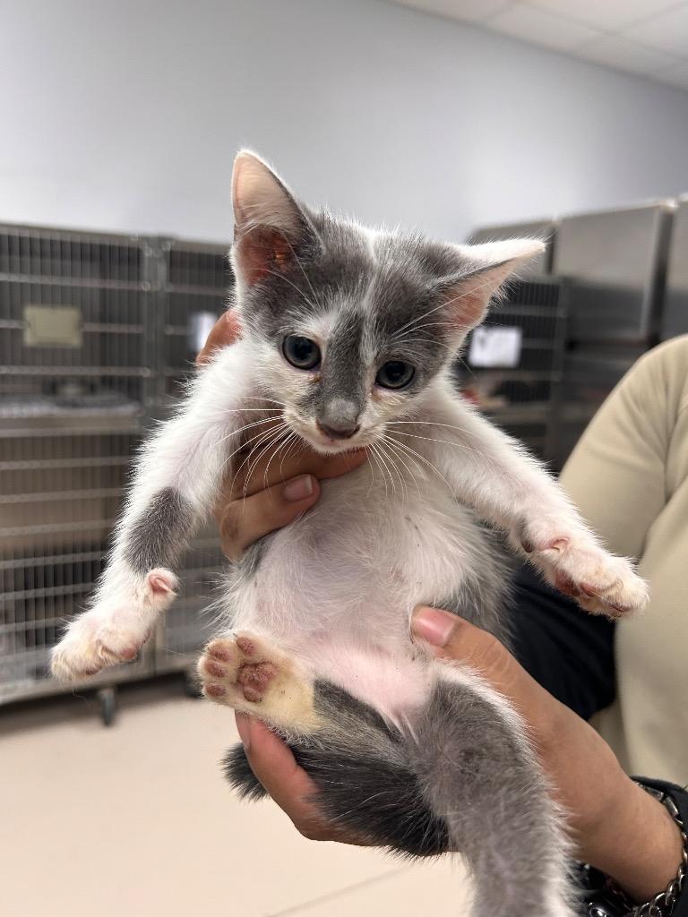 Jasper, Adopted, Kitten Male Domestic Short Hair.