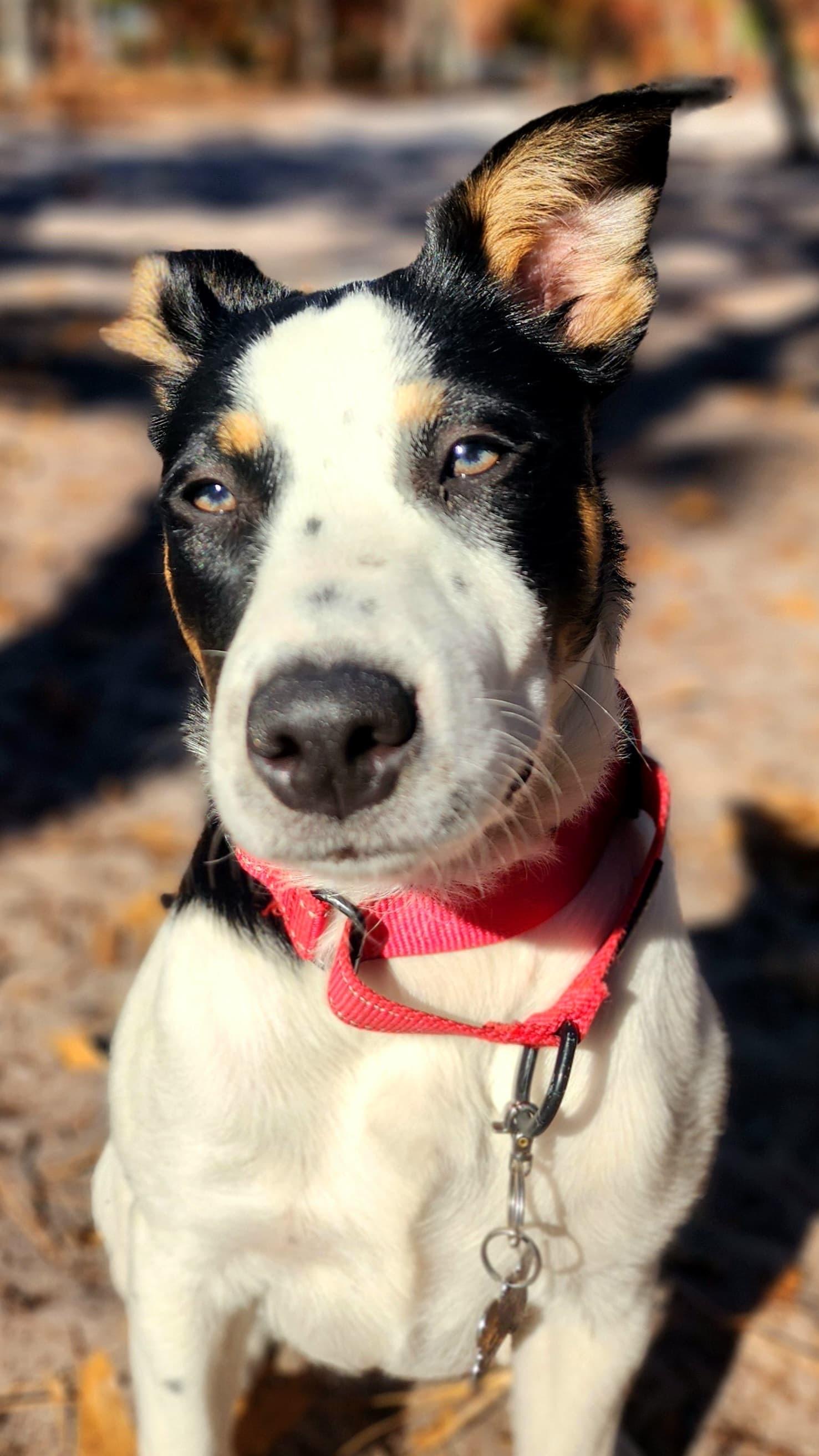 Mia, a Adoptable mixed breed in Manhasset, NY image 1/6