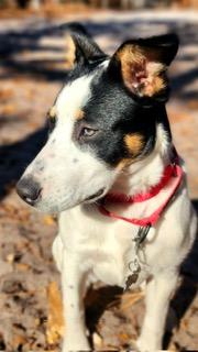 Mia, a Adoptable mixed breed in Manhasset, NY image 2/6