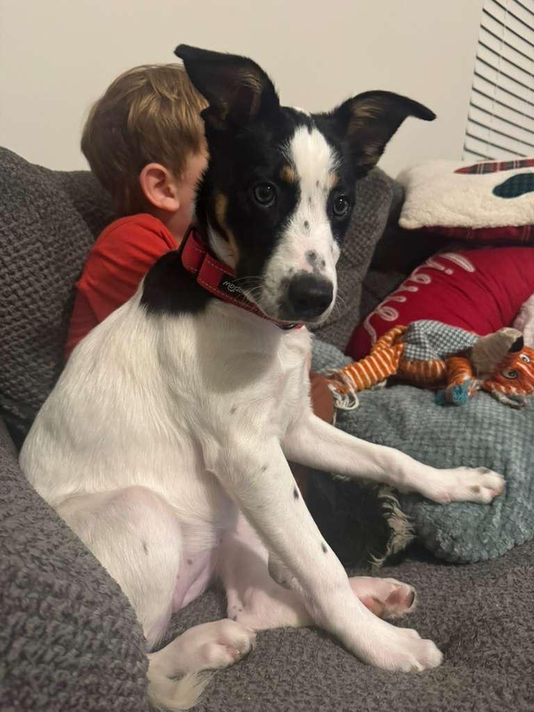 Mia, a Adoptable mixed breed in Manhasset, NY image 3/6