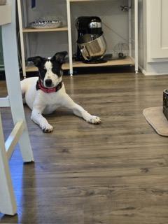 Mia, a Adoptable mixed breed in Manhasset, NY image 6/6