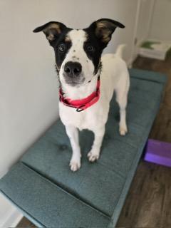 Mia, a Adoptable mixed breed in Manhasset, NY image 5/6