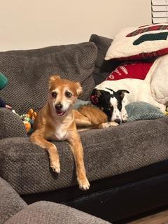 Mia, a Adoptable mixed breed in Manhasset, NY image 4/6