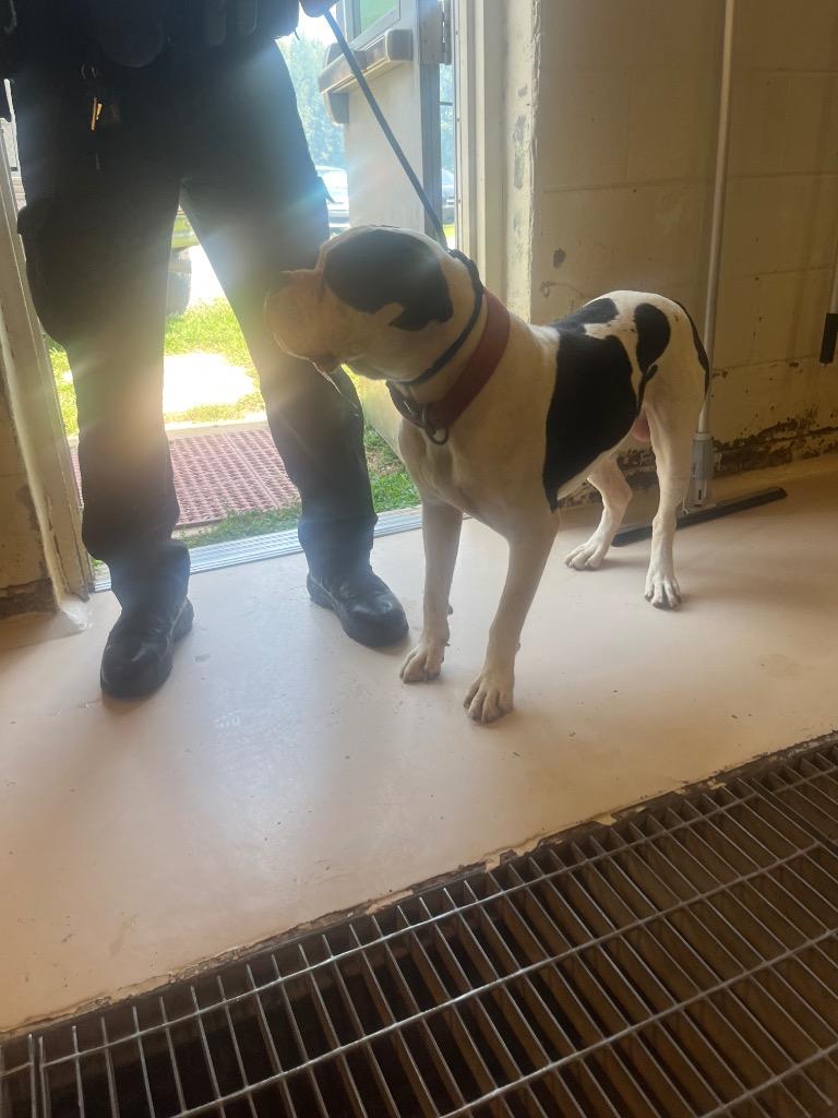 Buck, Adoptable, Adult Male American Bulldog.