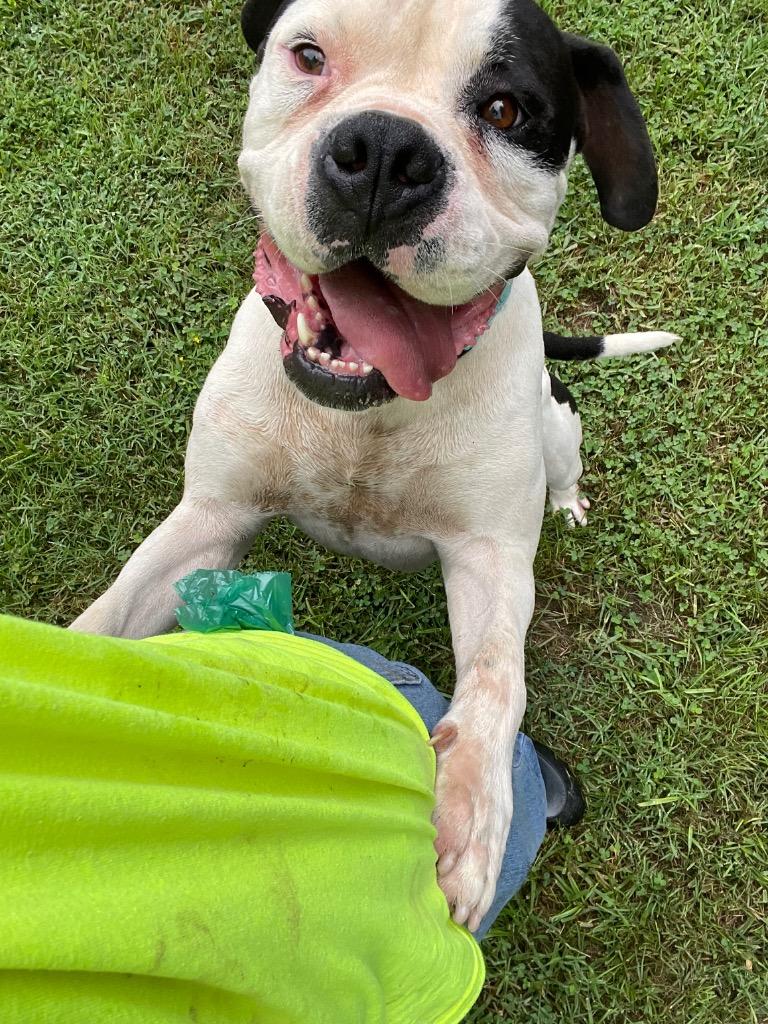 Enlarge Buck, a Adoptable American Bulldog in Mineral, VA image 2/5