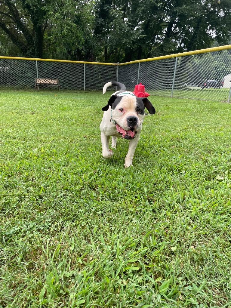 Enlarge Buck, a Adoptable American Bulldog in Mineral, VA image 3/5