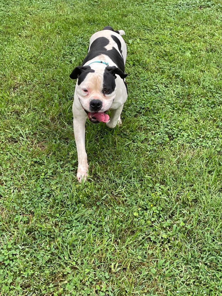 Enlarge Buck, a Adoptable American Bulldog in Mineral, VA image 4/5