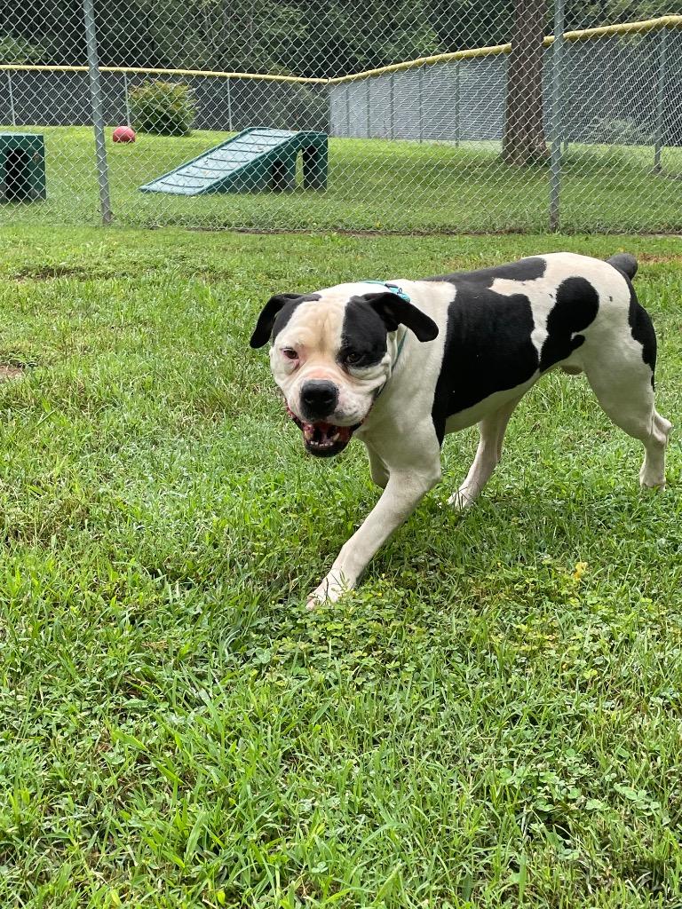 Enlarge Buck, a Adoptable American Bulldog in Mineral, VA image 5/5