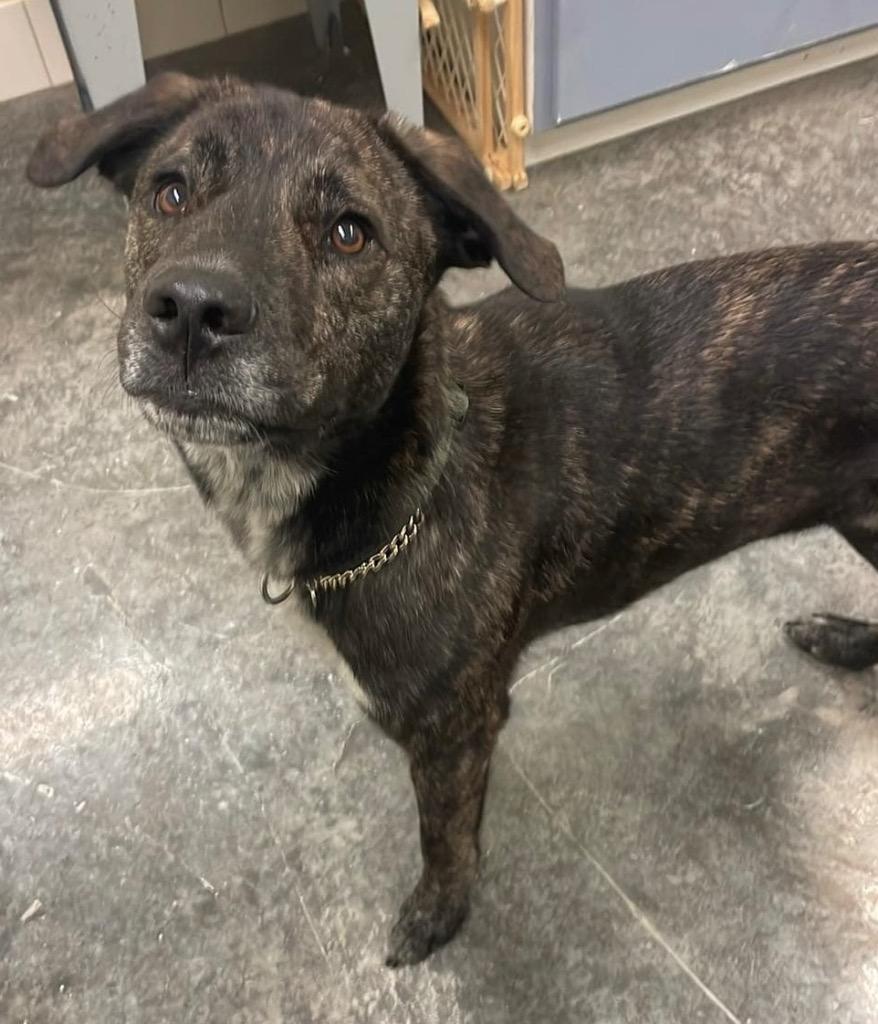 Brahn, Adoptable, Adult Male Shepherd & Mixed Breed.