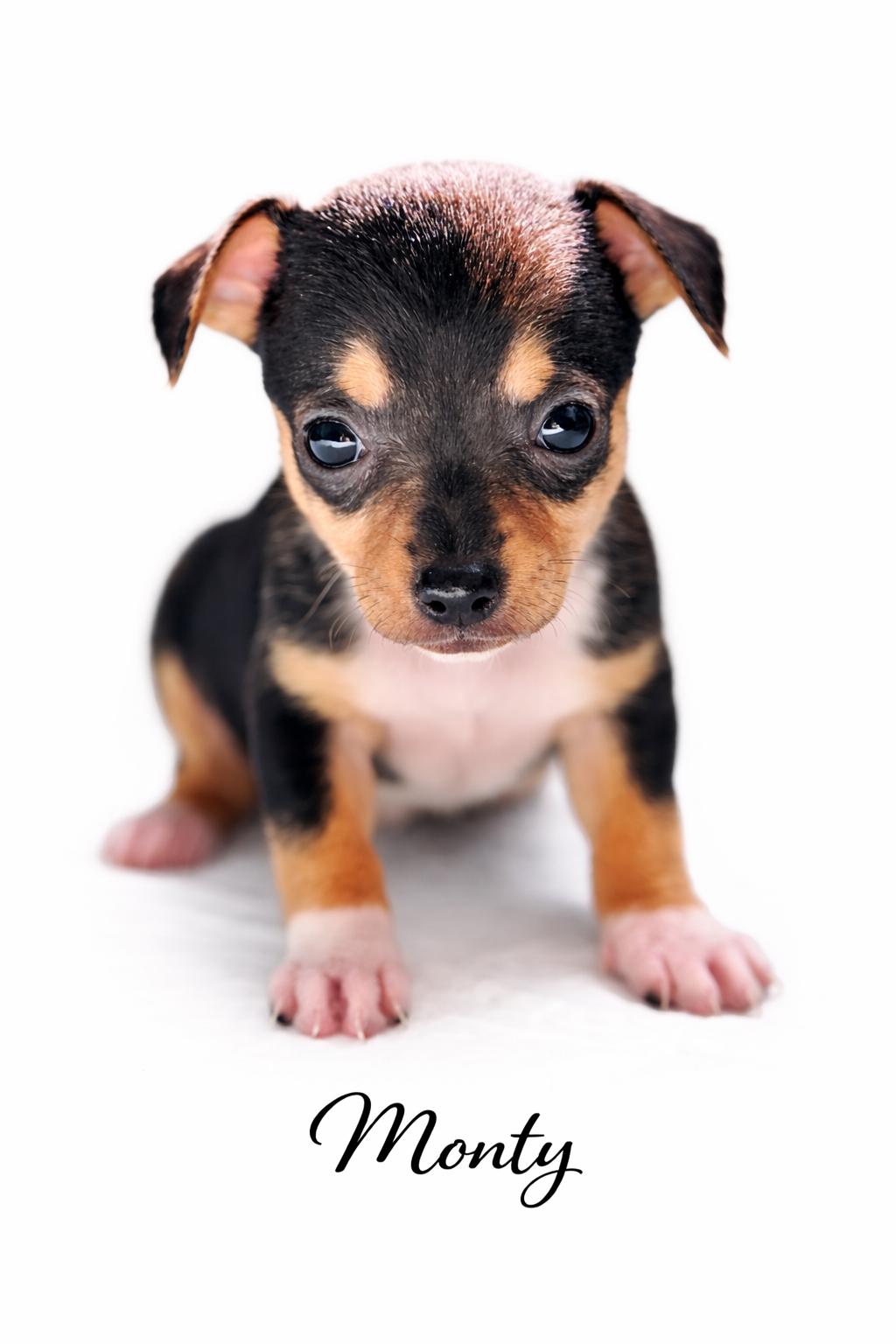 Monty, Adoptable, Puppy Male Mixed Breed.