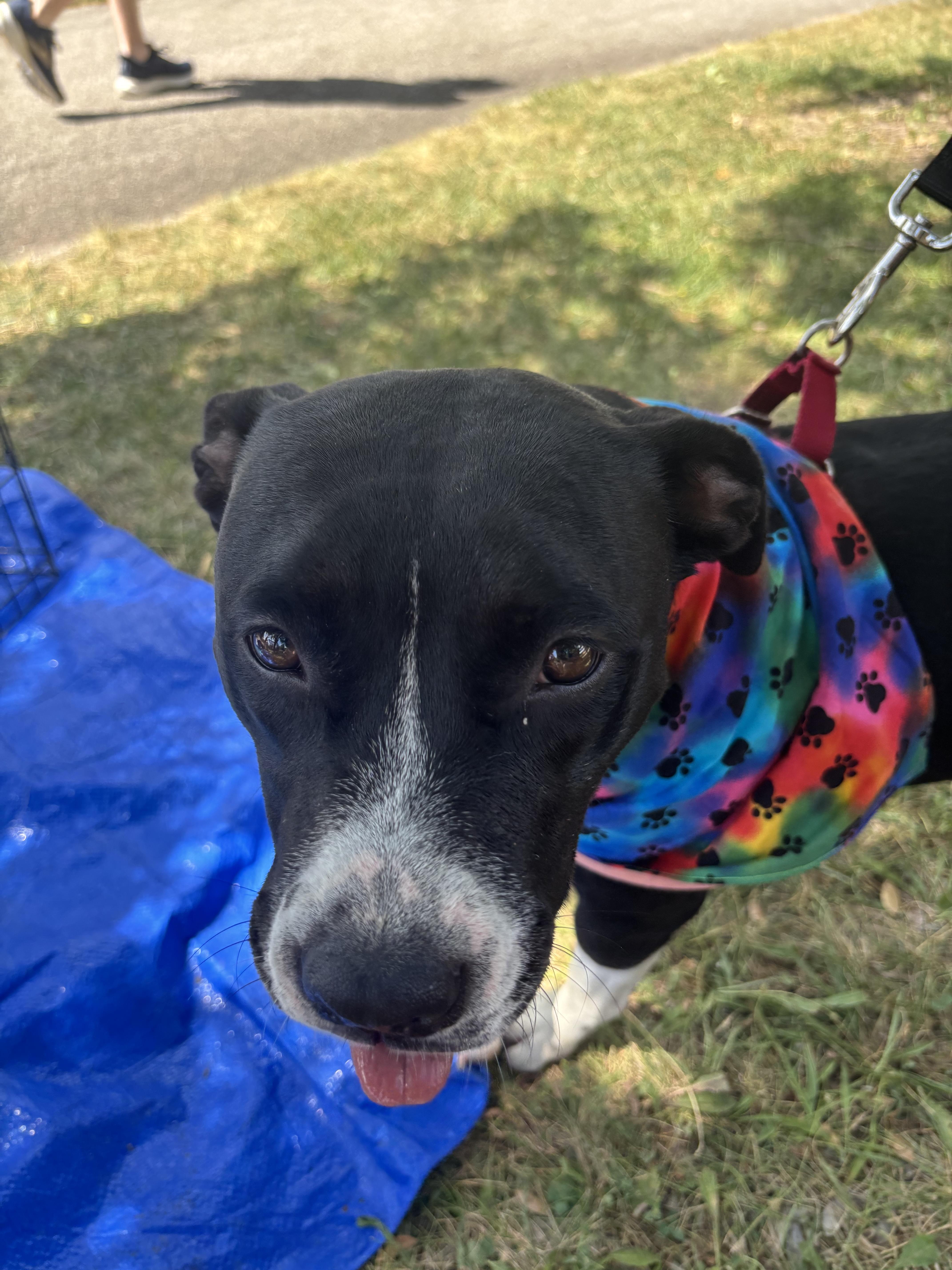 Enlarge Clara, an adopted mixed breed in Whitestown, IN image 3/3