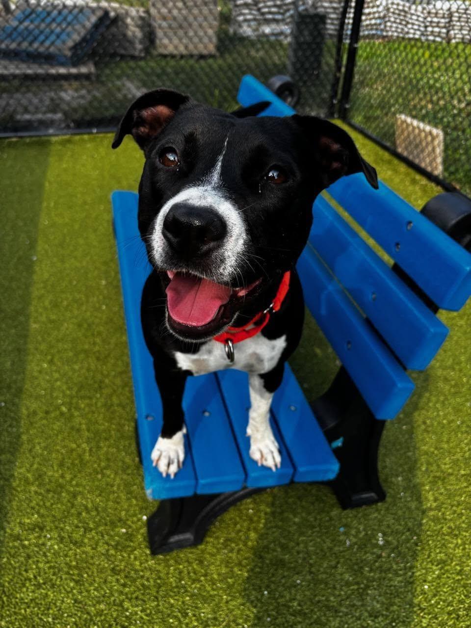 Enlarge Clara, an adopted mixed breed in Whitestown, IN image 2/3