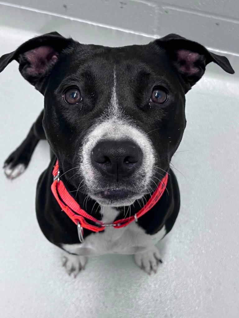 Clara, adopted, Young Female Terrier.