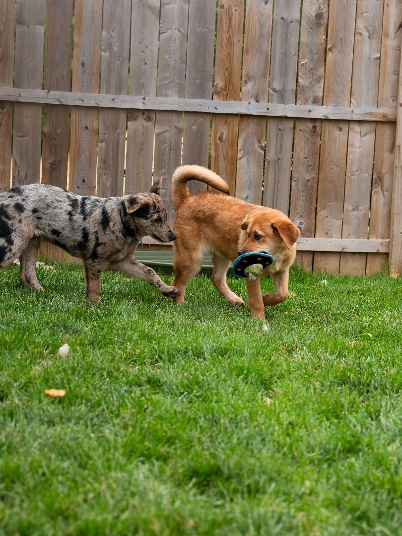 Cody, Adopted, Puppy Male Golden Retriever & Chow Chow.
