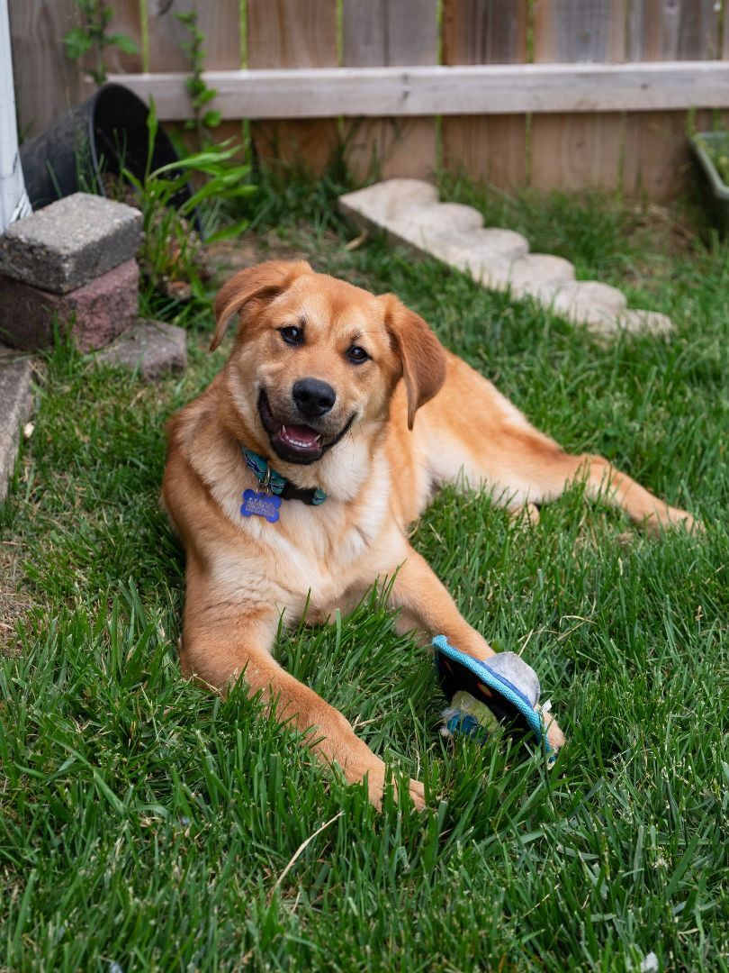 Enlarge Cody, a Adopted mixed breed in Phillipsburg, NJ image 2/4