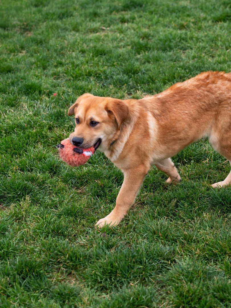 Enlarge Cody, a Adopted mixed breed in Phillipsburg, NJ image 4/4