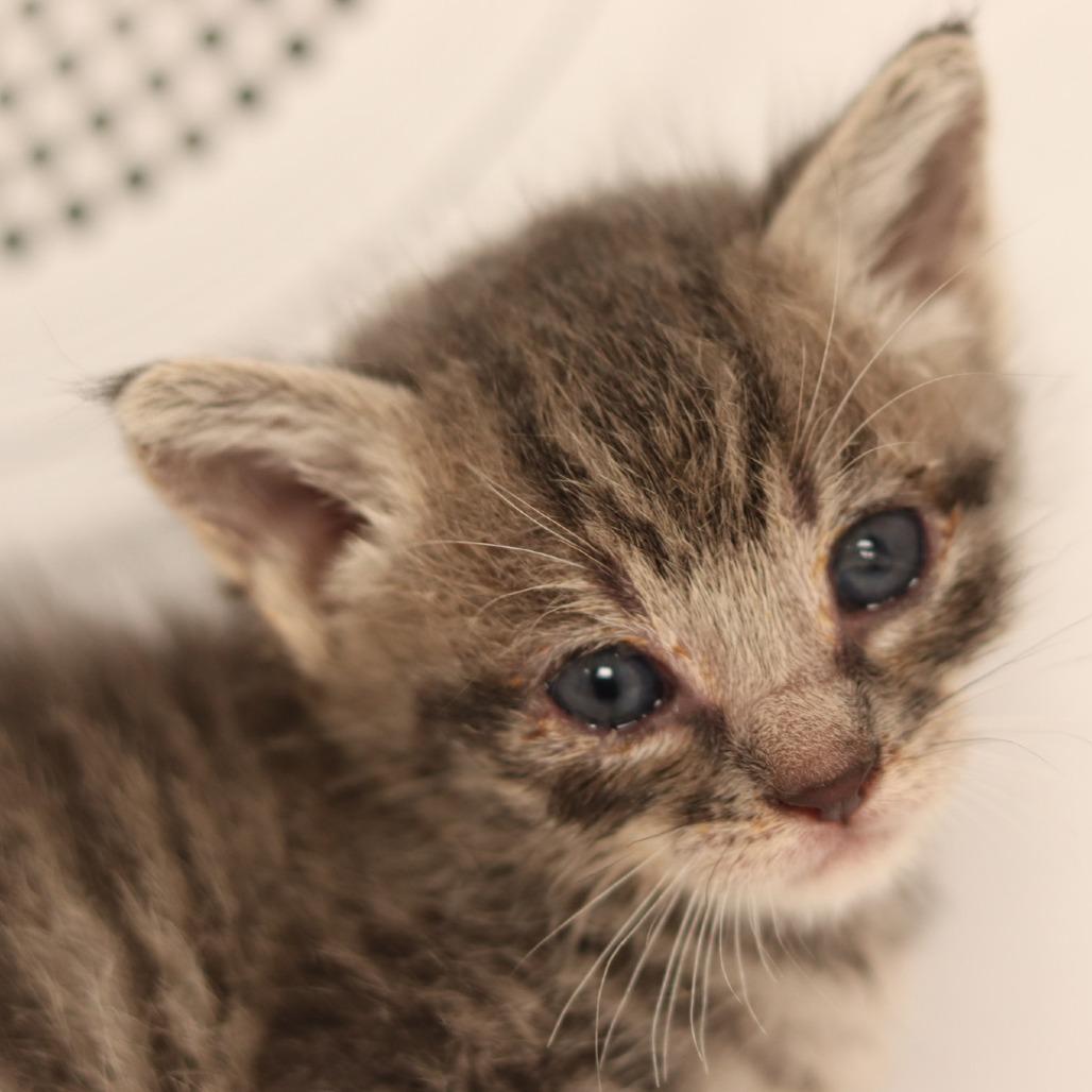 Enlarge Chimp, a Adopted Domestic Short Hair in Boulder, CO image 3/6